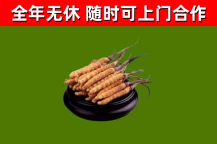 滁州回收散虫草