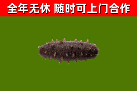 滁州回收海参干